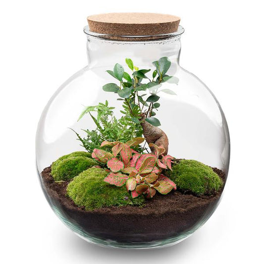 DIY terrarium - Bolder Bob Bonsai - ↕ 30 cm - Normal